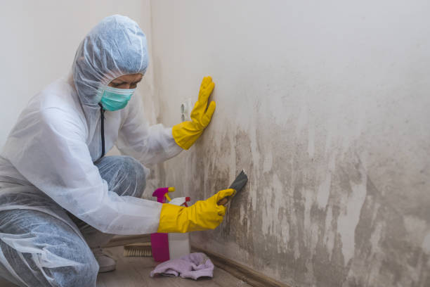 Best Mold Remediation for Healthcare Facilities  in Plain City, UT